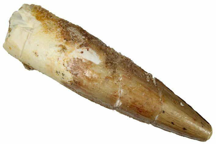 Juvenile Fossil Spinosaurus Tooth - Real Dinosaur Tooth #289819